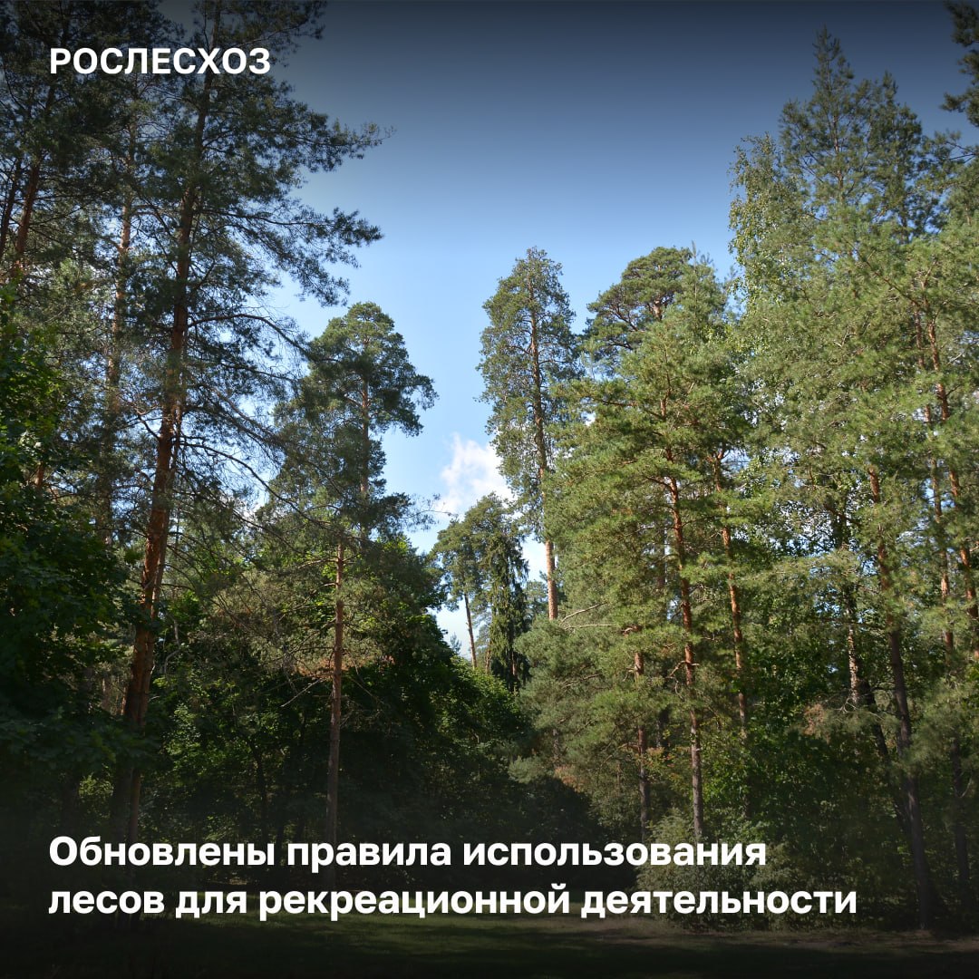 Вступают в силу новые нормативные акты, регламентирующие порядок эксплуатации лесных территорий