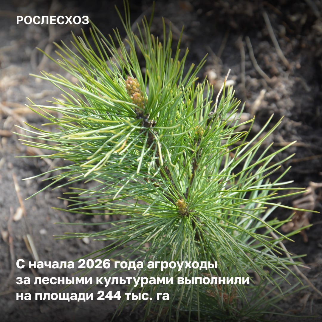 С начала года уход за лесными культурами выполнен на 244 тыс. га