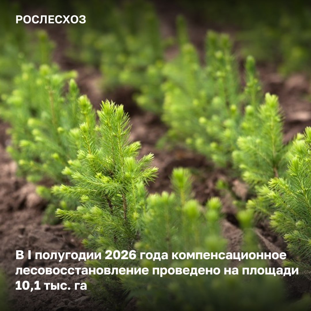 В первом полугодии 2026 года площадь компенсационного лесовосстановления составила 10,1 тыс. га